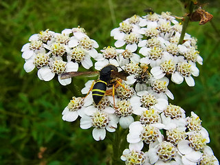 Ancistrocerus trifasciatus