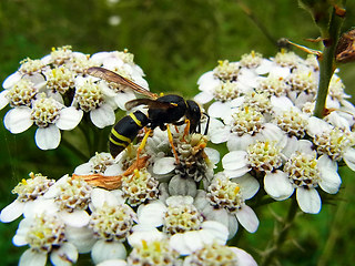 Ancistrocerus trifasciatus