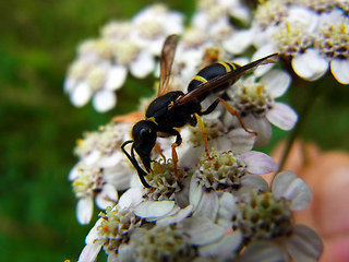 Ancistrocerus trifasciatus