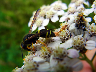 Ancistrocerus trifasciatus