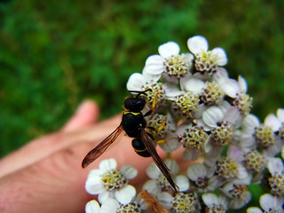 Ancistrocerus trifasciatus