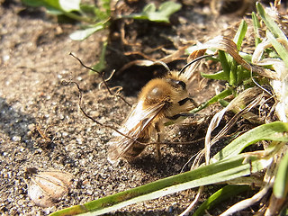 Andrena flavipes