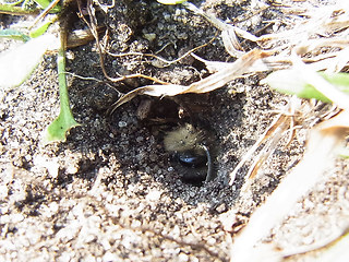 Andrena flavipes