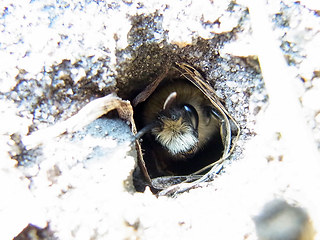 Andrena flavipes