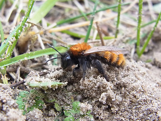 Andrena fulva