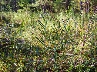 Andromeda polifolia