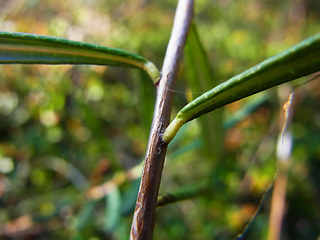 Andromeda polifolia