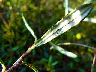 Andromeda polifolia