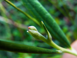 Andromeda polifolia