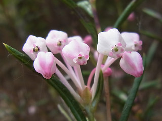 Andromeda polifolia