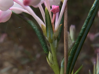 Andromeda polifolia