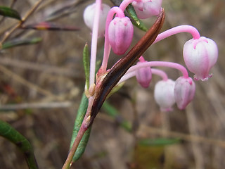 Andromeda polifolia