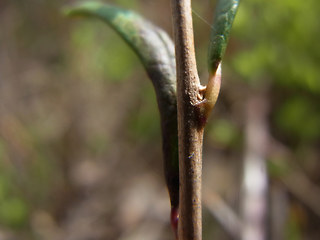 Andromeda polifolia