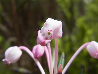 Andromeda polifolia