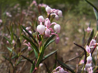 Andromeda polifolia