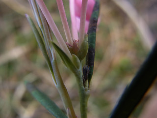 Andromeda polifolia