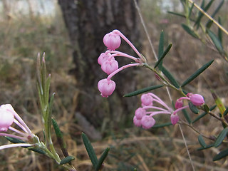 Andromeda polifolia