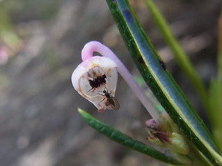 Andromeda polifolia