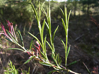 Andromeda polifolia