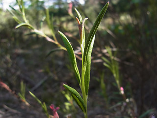 Andromeda polifolia