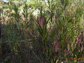 Andromeda polifolia