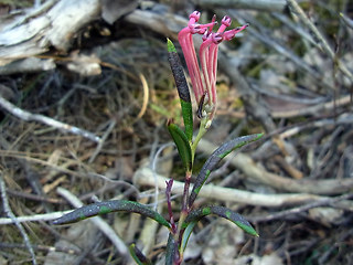 Andromeda polifolia