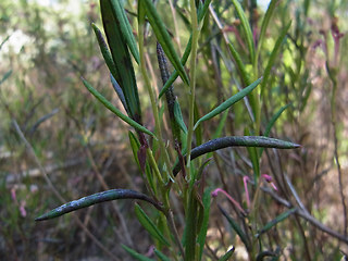 Andromeda polifolia