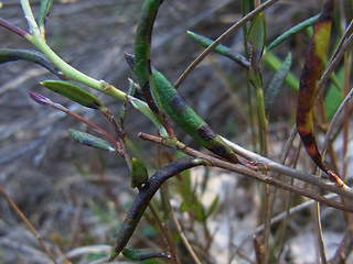 Andromeda polifolia