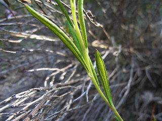 Andromeda polifolia