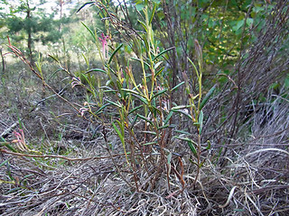 Andromeda polifolia