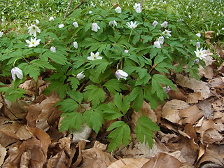 Anemone nemorosa