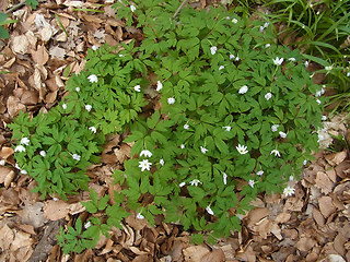 Anemone nemorosa