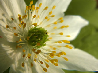 Anemone nemorosa