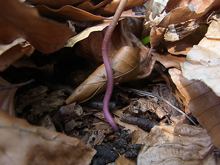 Anemone nemorosa