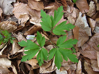 Anemone nemorosa