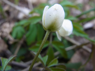 Anemone nemorosa