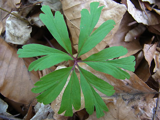 Anemone ranunculoides