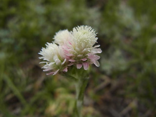 Antennaria dioica