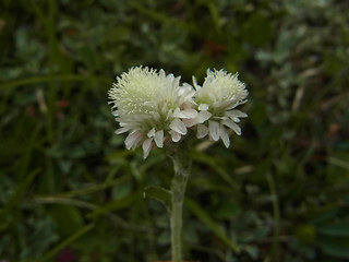 Antennaria dioica