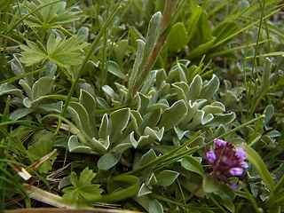 Antennaria dioica