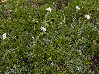 Antennaria dioica