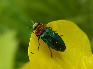 Anthaxia nitidula