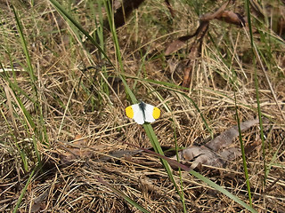 Anthocharis cardamines