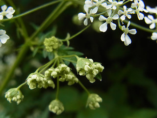 Anthriscus sylvestris