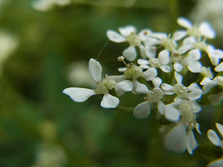 Anthriscus sylvestris