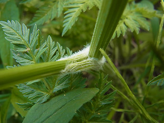 Anthriscus sylvestris