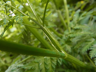 Anthriscus sylvestris