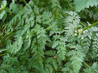 Anthriscus sylvestris