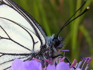 Aporia crataegi