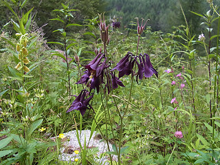 Aquilegia atrata